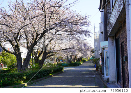 Cherry blossoms in Kamakura 75956110
