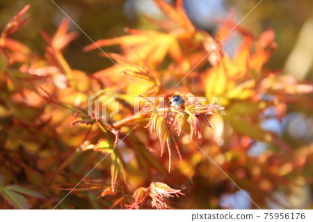 Maple red young leaves Maple red young leaves 75956176