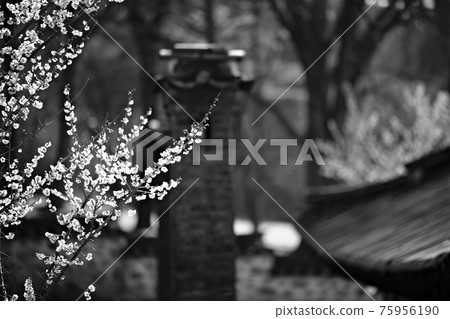 美麗的春天，顯忠寺 75956190