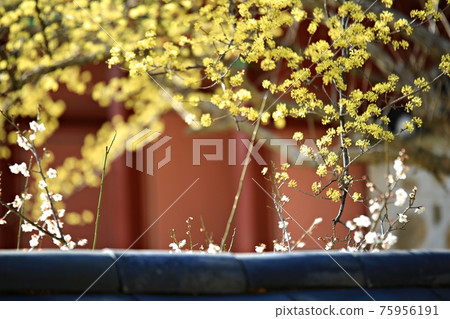 美麗的春天，顯忠寺 75956191