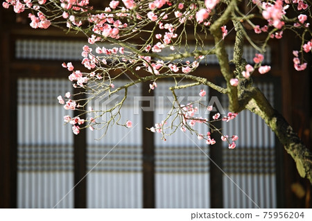 Beautiful Spring, Hyeonchungsa Beautiful Spring, Hyeonchungsa 75956204
