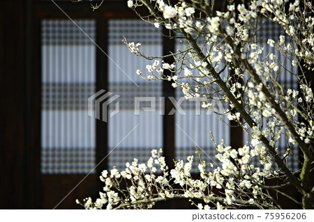 Beautiful Spring, Hyeonchungsa Beautiful Spring, Hyeonchungsa 75956206
