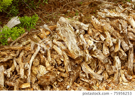 戶外(燃燒木材) 戶外(燃燒木材) 75956253