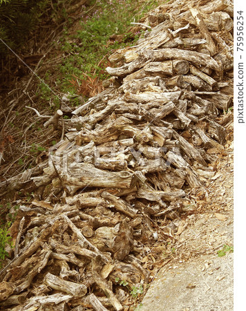 Outdoors (burning wood) 75956254