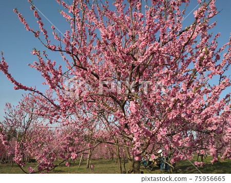 Bright pink peach blossoms in full bloom Koga Kubo Park 75956665