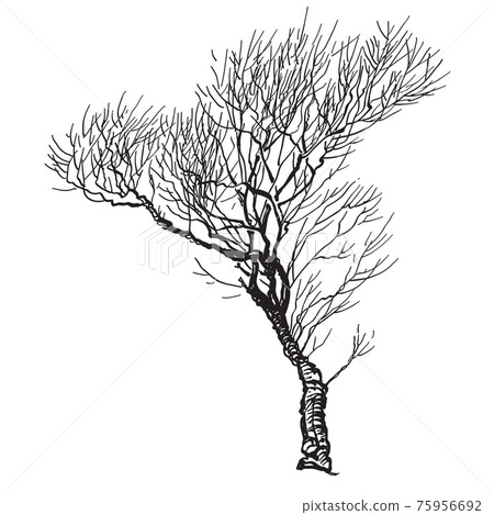 Willow tree at winter season. Vector sketch illustration. 75956692
