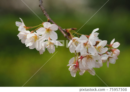 Spring image (Sakura flower) 75957308
