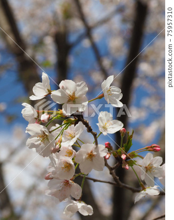 Spring image (Sakura flower) 75957310