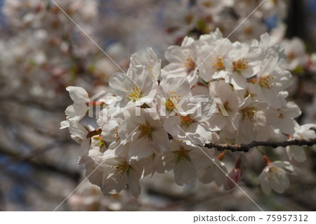 Spring image (Sakura flower) 75957312