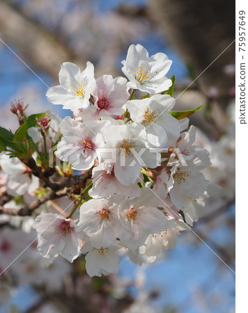 Spring image (Sakura flower) Spring image (Sakura flower) 75957649
