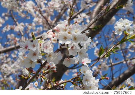 春天的形象（櫻花） 75957663