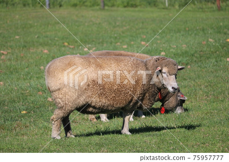 Sheep at Hitsujigaoka Observatory in Hokkaido (facing right) 75957777