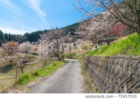 Sakura on the road from Kaichoji Temple to the tomb of Yamabe no Akahito (mountain climbing course of Mt. Nukaitake and Mt. Sakura on the road from Kaichoji Temple to the tomb of Yamabe no Akahito (mountain climbing course of Mt. Nukaitake and Mt. 75957810
