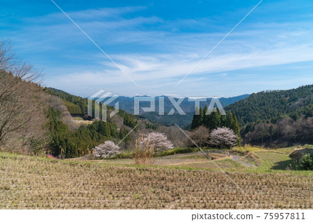 Rice terraces and cherry blossoms on the road from Kaichoji Temple to the tomb of Yamabe no Akahito (mountain climbing course of Mt. Nukaitake and Mt. Rice terraces and cherry blossoms on the road from Kaichoji Temple to the tomb of Yamabe no Akahito (mountain climbing course of Mt. Nukaitake and Mt. 75957811