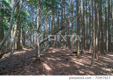 The summit of Mt. Haibarakaiba (Mountain climbing course of Mt. Nukaitake and Mt. Haibarakaiba) 75957827