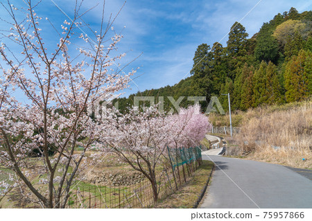 Cherry blossoms at Juhachi Shrine (Uda City, Nara Prefecture) 75957866