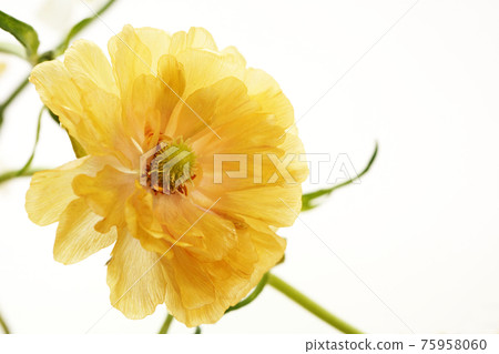 Yellow Lux Musa Yellow Lux Musa 75958060