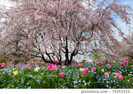 垂枝櫻花與春天聯合主演<花卉公園> 75958358