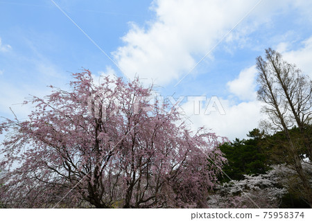 Weeping cherry tree and spring co-star <Flower Park> Weeping cherry tree and spring co-star <Flower Park> 75958374