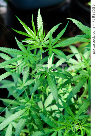 marijuana plant  75958589