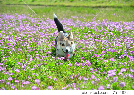 Play in the brick field 75958761