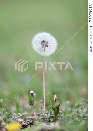 蒲公英的絨毛 蒲公英的絨毛 75959018