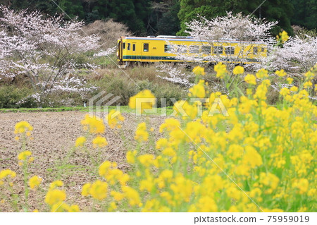 Isumi 鐵道“油菜花、櫻花和黃色火車” Isumi 鐵道“油菜花、櫻花和黃色火車” 75959019