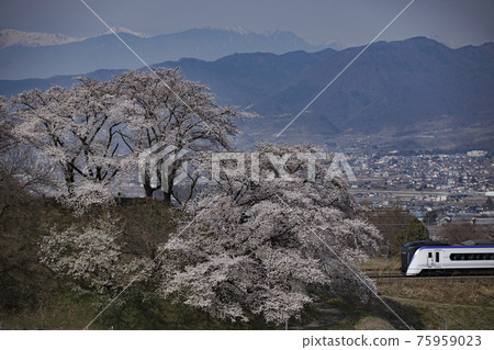 Chuo Main Line and Jinrokuzakura Chuo Main Line and Jinrokuzakura 75959023