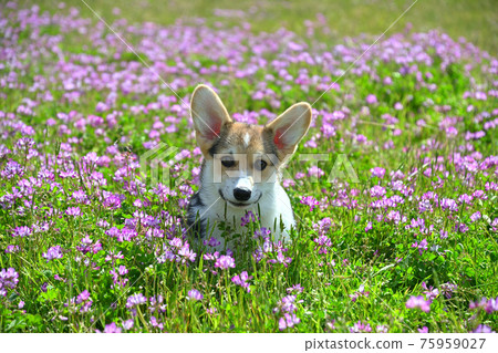 在磚場上玩耍 在磚場上玩耍 75959027