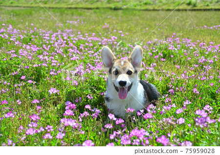 Play in the brick field Play in the brick field 75959028