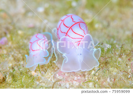 Benishibori 75959099