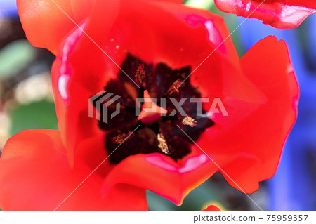 我從上面拍了一張郁金香花 我從上面拍了一張郁金香花 75959357