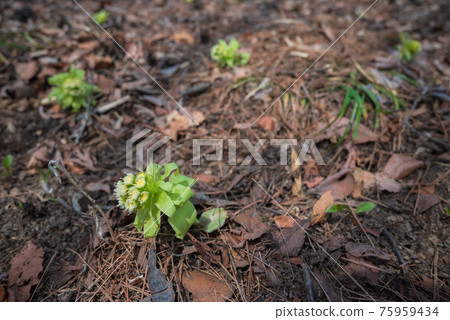 吹之[春天來了] 75959434