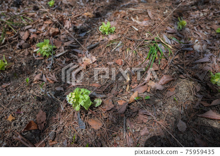 吹之[春天來了] 75959435