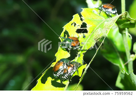 日本甲蟲 75959562