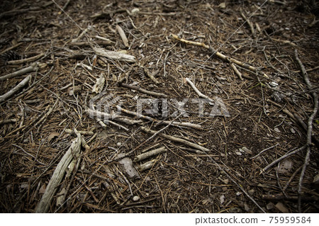 Pine cone in forest 75959584