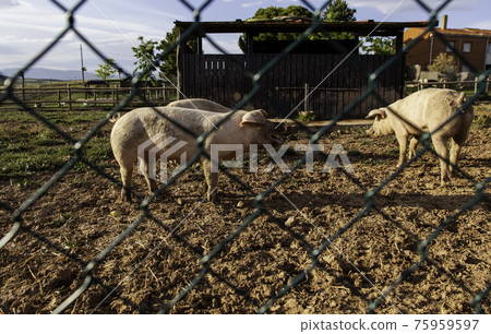 Pigs on an animal farm Pigs on an animal farm 75959597