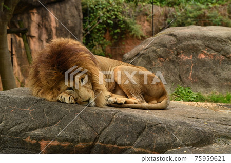 動物園26 動物園26 75959621