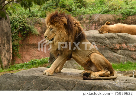 Zoo 27 Zoo 27 75959622