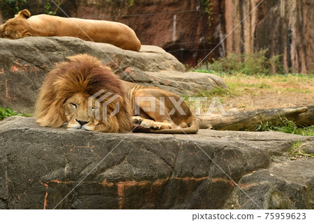 Zoo 28 Zoo 28 75959623
