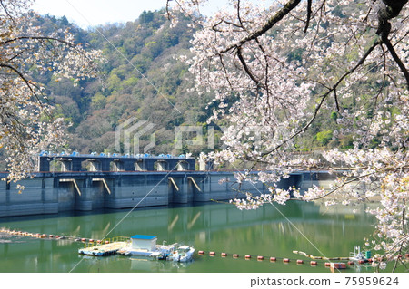 Sakura and Shiroyama Dam in Tsukui Lake Shiroyama Park Sakura and Shiroyama Dam in Tsukui Lake Shiroyama Park 75959624