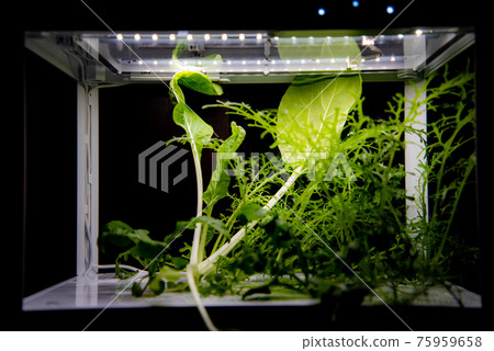 Hydroponic cultivation for home use 75959658