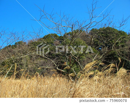 Satoyama scenery in early spring with dead trees of Albizia and Albizia Satoyama scenery in early spring with dead trees of Albizia and Albizia 75960078