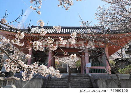 奈良縣坪坂寺的櫻花大佛 奈良縣坪坂寺的櫻花大佛 75960196