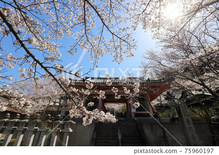 Sakura Daibutsu at Tsubosaka-dera Temple, Nara Prefecture Sakura Daibutsu at Tsubosaka-dera Temple, Nara Prefecture 75960197