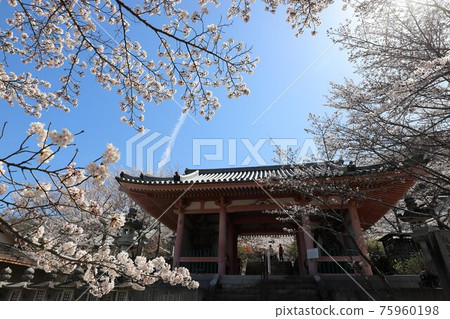 Sakura Daibutsu at Tsubosaka-dera Temple, Nara Prefecture Sakura Daibutsu at Tsubosaka-dera Temple, Nara Prefecture 75960198