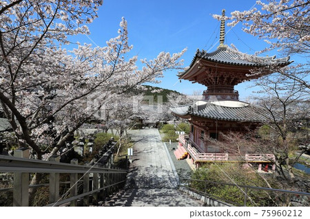 奈良縣坪坂寺的櫻花大佛 奈良縣坪坂寺的櫻花大佛 75960212