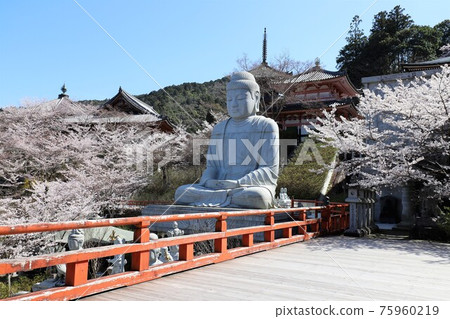 奈良縣坪坂寺的櫻花大佛 75960219