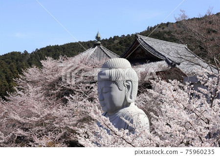 Sakura Daibutsu at Tsubosaka-dera Temple, Nara Prefecture Sakura Daibutsu at Tsubosaka-dera Temple, Nara Prefecture 75960235