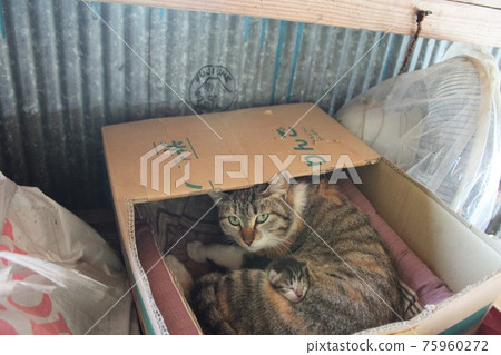 Cat parent and child Cat parent and child 75960272
